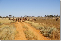IMGP2855 Wild Horses Old Coach Rd