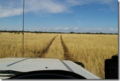 IMGP3116 Pannikin Plain